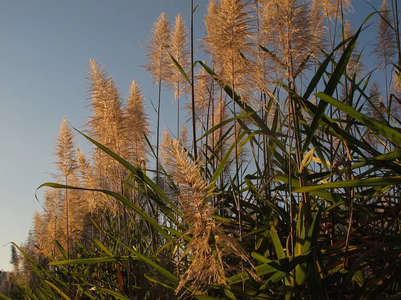 Тростник обыкновенный (phragmites communis. Тростник обыкновенный phragmites Australis. Тростник обыкновенный (Очерет). Тростник Южный Ауреа. Тростник южный