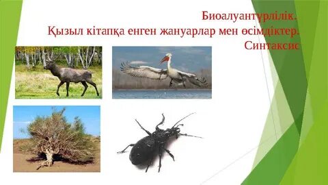 Орыс студенттерінің порносын қараңыз