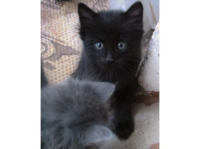 котенок в добрые руки мурманск. отдам котят мурманск. отдам котят надпись. котята в добрые пушистые. авито мурманск кошки.