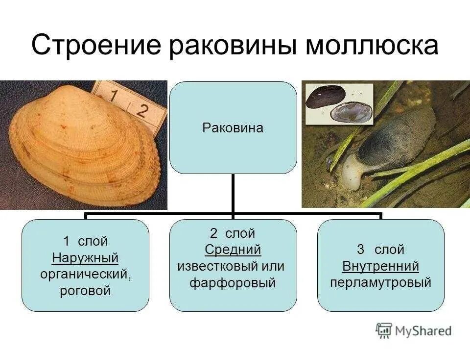 Тип моллюски строение раковины. Состав раковины брюхоногих моллюсков. Состав раковины моллюска. Строение раковины брюхоногих моллюсков.