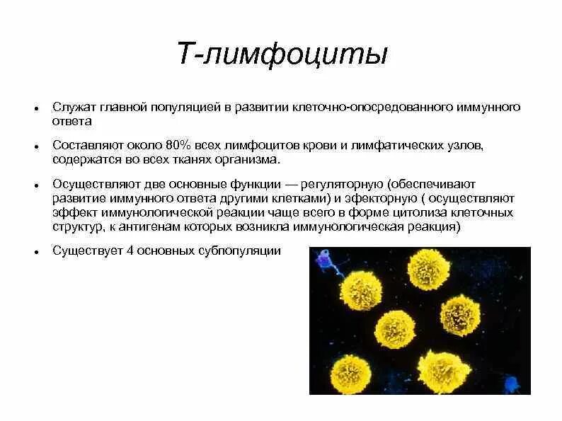 Лимфоциты строение. Лимфоциты строение и функции. Лимфоциты строение кратко. Лимфоциты особенности строения и функции. Лимфоциты состав