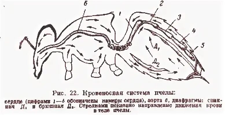 Кровообращение у насекомых. Строение кровеносной системы пчелы. Кровеносная система пчелы медоносной. Кровеносная система пчелы схема. Строение кровеносной системы насекомых.