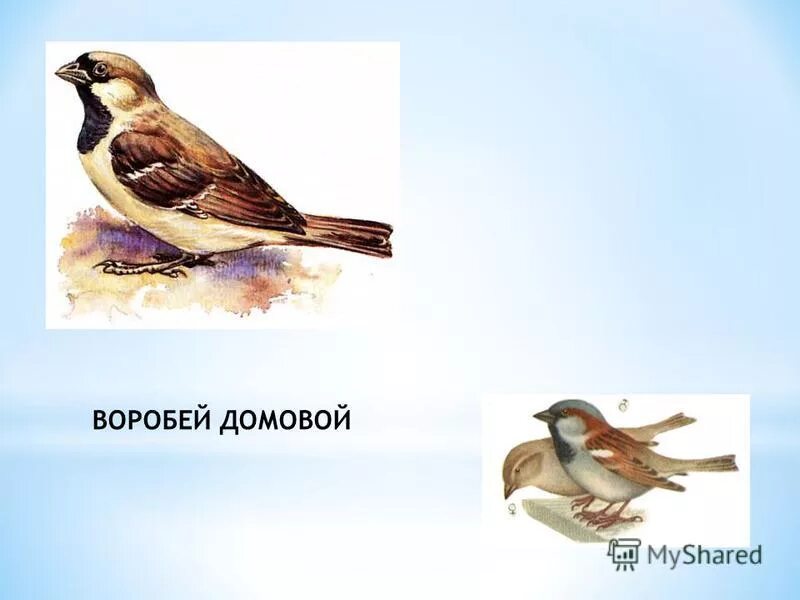 В соматической клетке домового воробья содержится 78. В соматической клетке домового воробья содержится 78