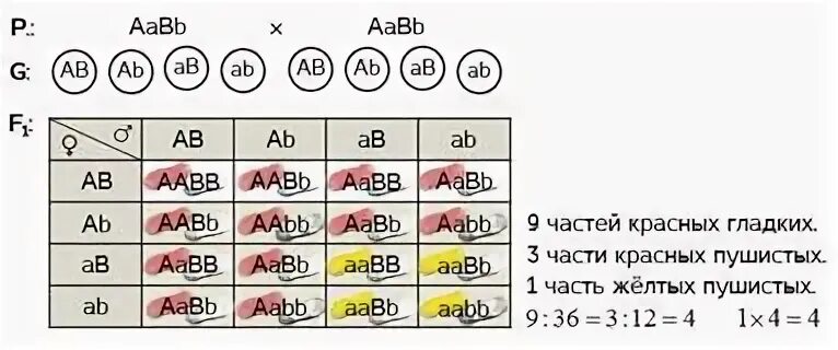 Укажите дигетерозиготный генотип. Генетические задачи. Дигетерозигота задачи. AABB X AABB скрещивание. AABB это дигомозигота.