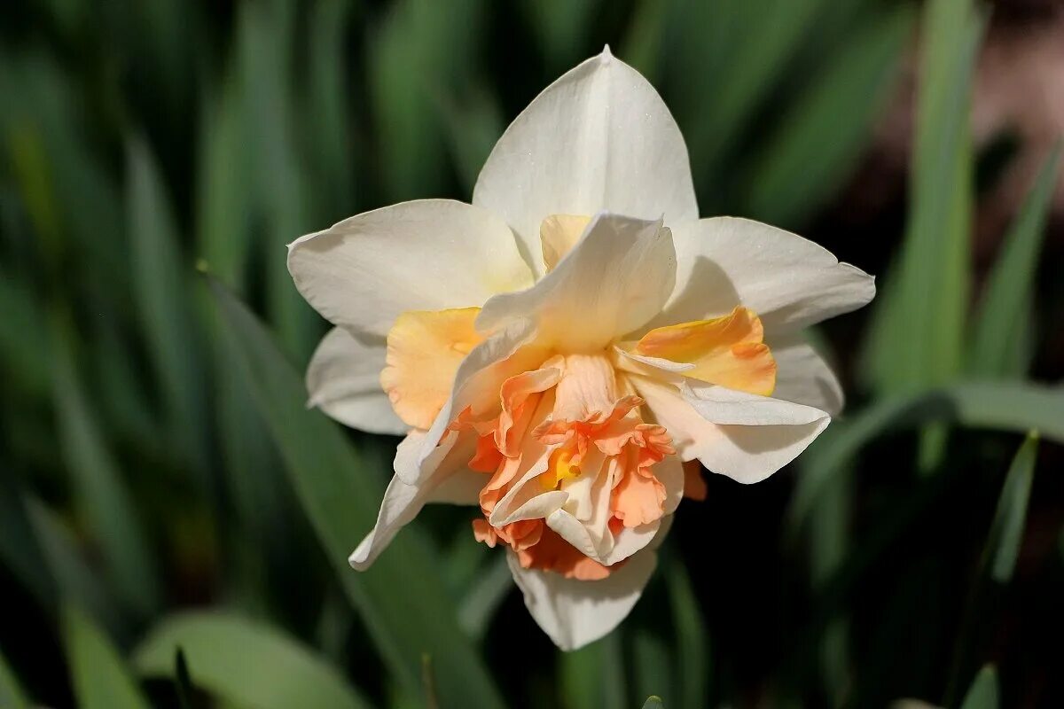 Hope narcissus. туалетная вода lacoste l'homme. Hope narcissus. Hope narcissus. книга я нарцисс.