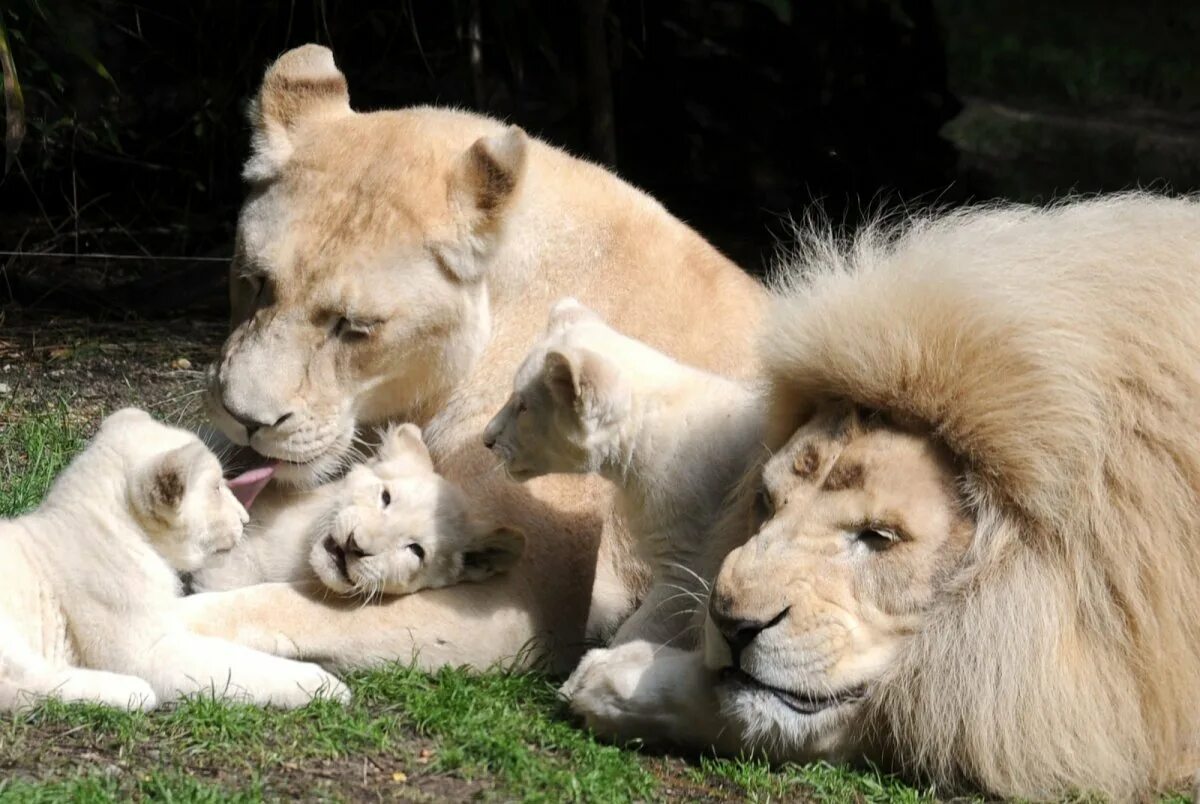 Лев какое семейство. Семья Лев львица 3 львят. Лев и львицы Прайд. Львиная семейка. Львиный Прайд.