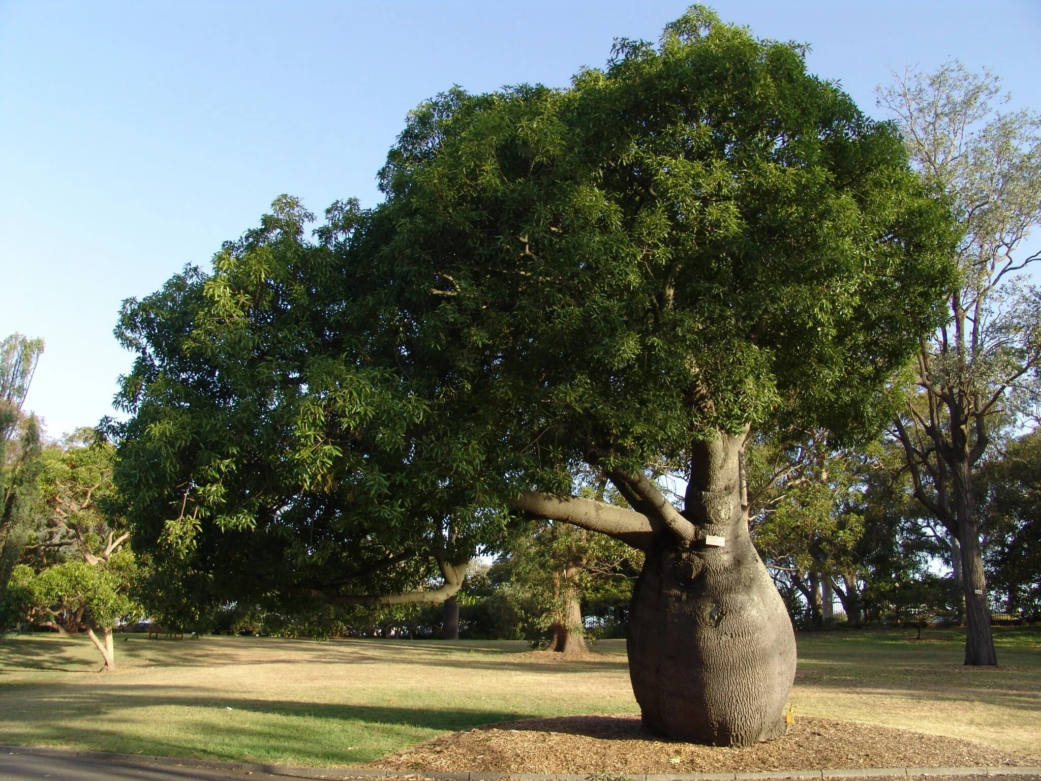 Тоборочи бутылочное дерево. Бутылочное дерево в Австралии. Австралийский баобаб бутылочное дерево. Брахихитон бутылочное дерево. Культовые деревья