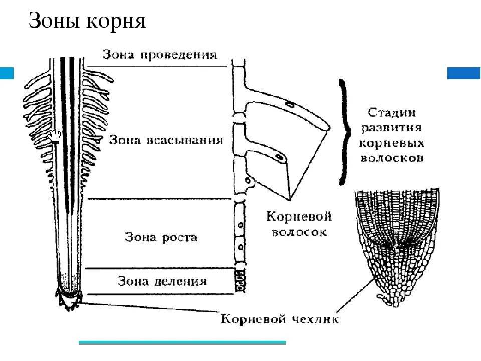 Строение зон корня биология 6 класс. Рисунок по биологии 6 класс зоны корня. Биология 6 класс корень зона корня. Зоны корня 6 класс биология Пасечник. Биология 6 класс таблица корни