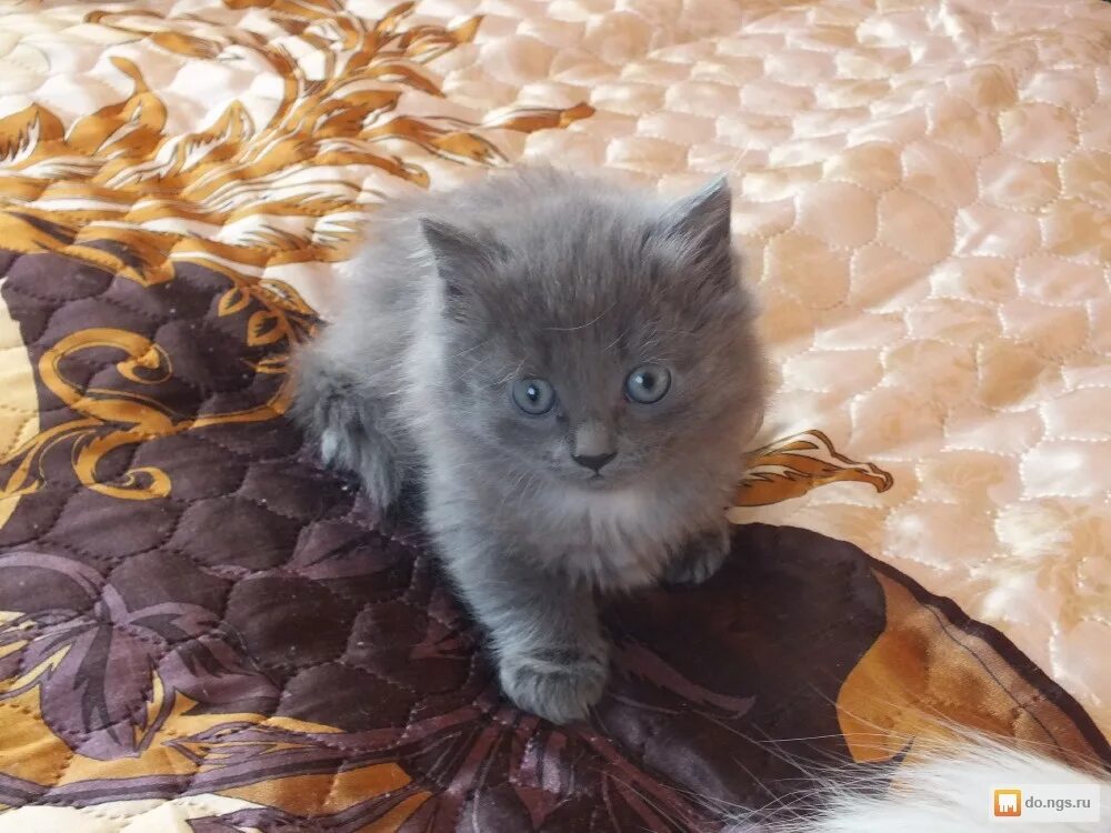 кошка беня в ейске в добрые руки. группа коты в курске. котята курск. маленькие котята продаются. котята в добрые руки во владимире.