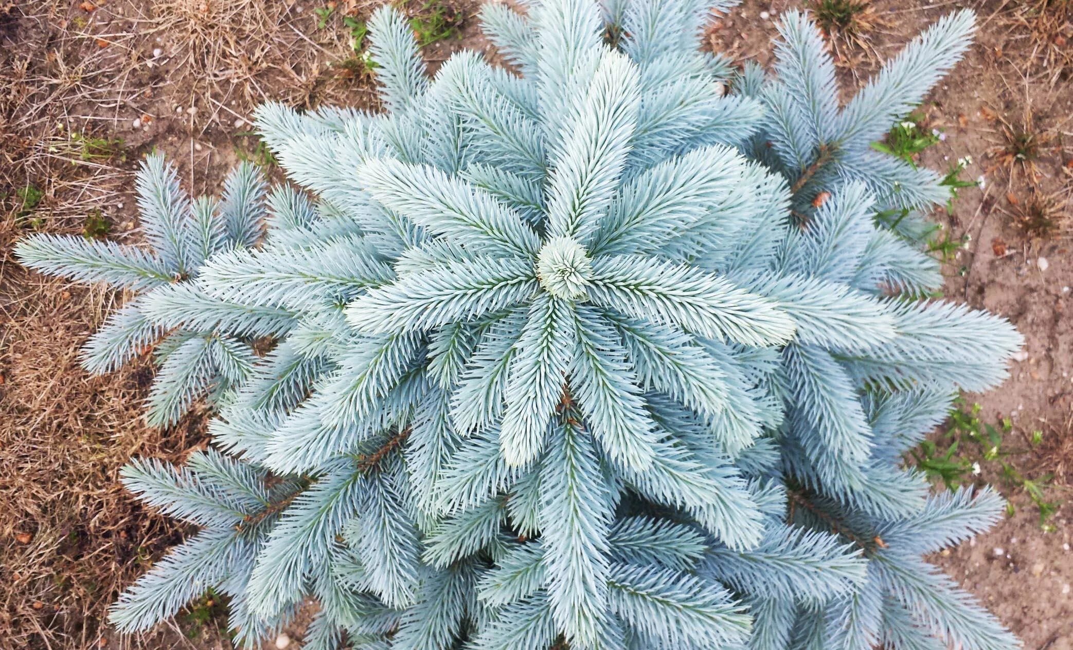 Ель колючая blue. Ель Блю Сидлинг. Ель колючая Блю Сидлинг. Ель колючая супер Блю Сидлинг. Ель голубая колючая Picea pungens.