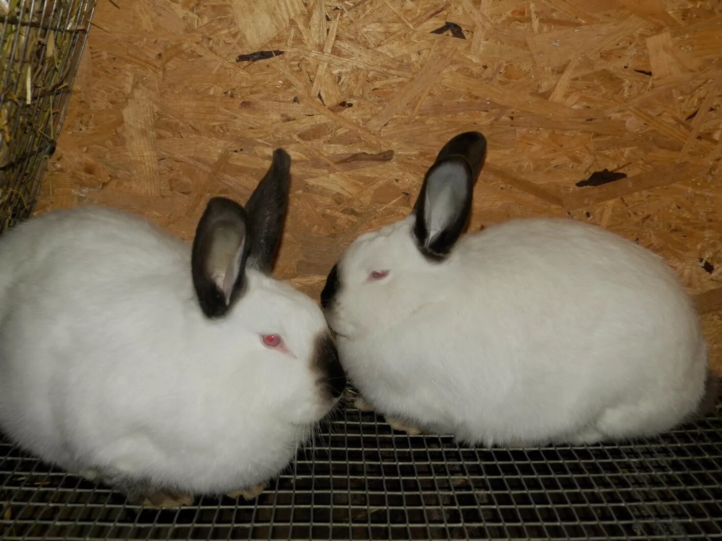 Купить кролика в курске. Калифорнийские кролики самки от самца. Длинношерстные калифорнийцы. Животные Суджи. Включи калифорнийцев.
