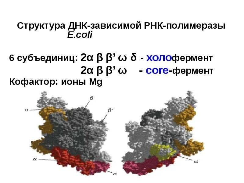 РНК полимераза e coli. Строение РНК полимеразы у e.coli. Структура ДНК зависимой РНК полимеразы.