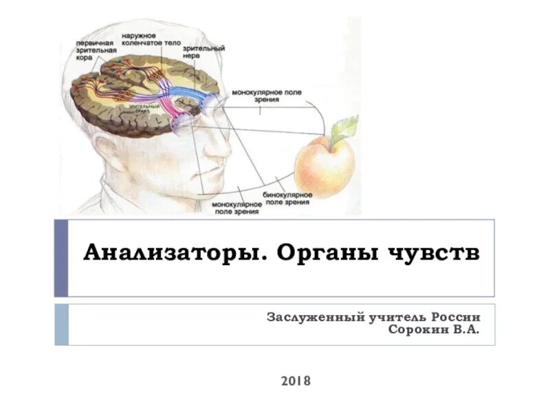 Самостоятельная работа по биологии 8 анализаторы. Биология 8 класс анализаторы задания. Анализаторы биология 8 класс проект. Анализаторы презентация 8 класс биология. Анализаторы 8 класс биология тест.