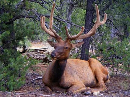 Animal us