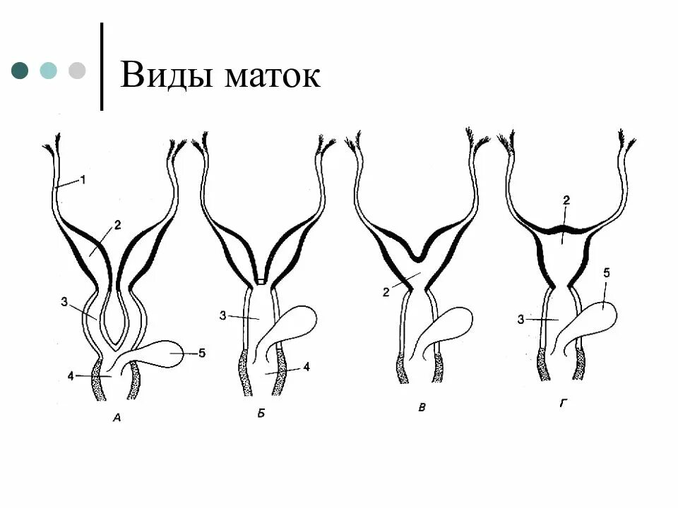 Строение двурогой матки. Половая система маток у сумчатых. Двурогая матка с полной перегородкой. Двурогая матка у приматов.