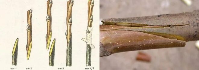 Июне можно прививать яблони. Привой подвой окулировка. Способы прививки плодовых деревьев окулировка. Окулировка яблони весной. Прививка яблони.