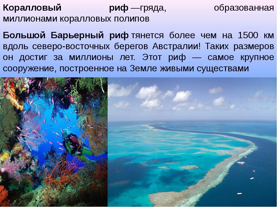Сообщение о коралловом острове. Сообщение о коралловом острове. Коралловые острова кратко. Образование коралловых островов. Образование коралловых островов.
