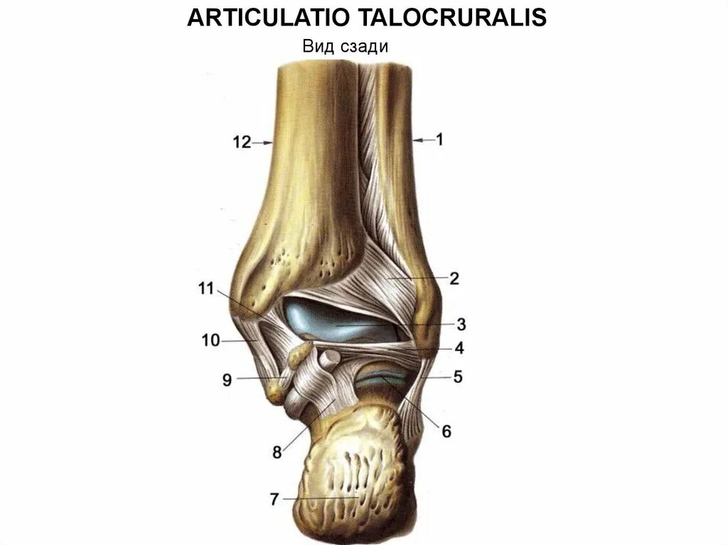 Подтаранный сустав анатомия связки. Синдесмоз голеностопного. Таранная кость сустав. Межберцовый сустав связки.