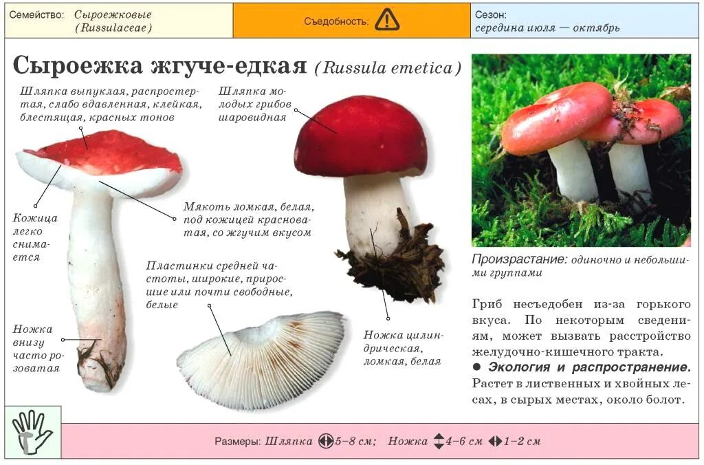 Какую среду обитания освоила сыроежка ответ. Сыроежка гриб ложный и съедобный. Гриб ядовитый двойник сыроежки. Сыроежка гриб ложный. Сыроежка несъедобные грибы.