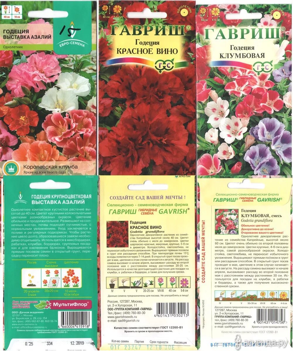 Годеция посадка и уход в открытом грунте. Гавриш годеция красное вино. Годеция красное вино махровая.