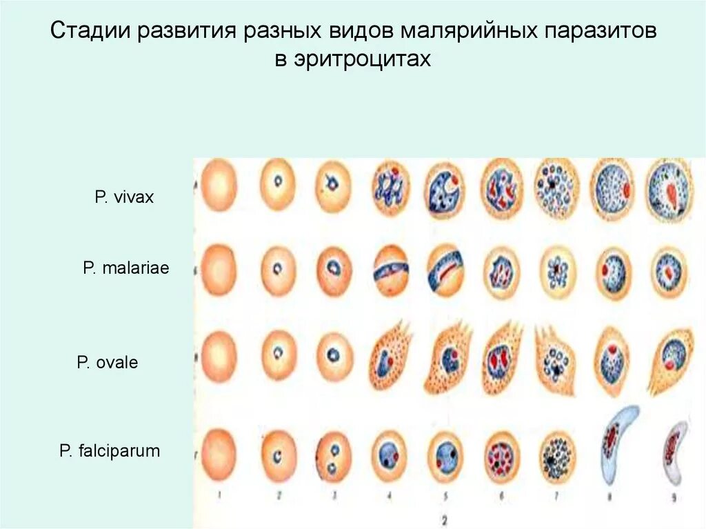 Стадия развития малярийного паразита. Стадии развития малярии. Стадии развития паразитов. Стадии развития малярийного плазмодия. Простейшие этапы развития