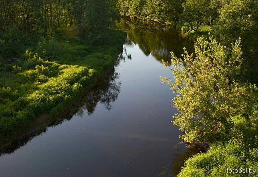 река бобр. обыкновенный бобр спаривание. река бобр. бобры в речке беларусь. бобры беларусь деревня.