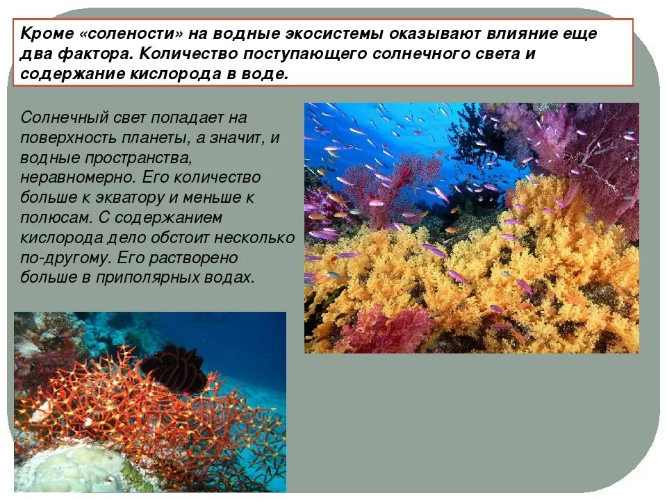 Разнообразие водных организмов. Разнообразие водных экосистем. Обитатели водных экосистем. Водные экосистемы презентация. Особенности водных экосистем.