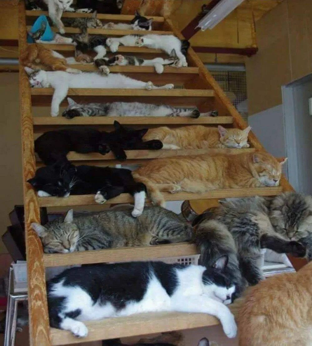 Приснилось много кошек. Много кошек. Много котов в квартире. Куча котов в доме. Очень много котов.