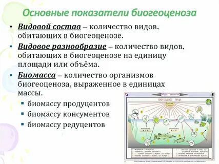 Биогеоценоз конспект