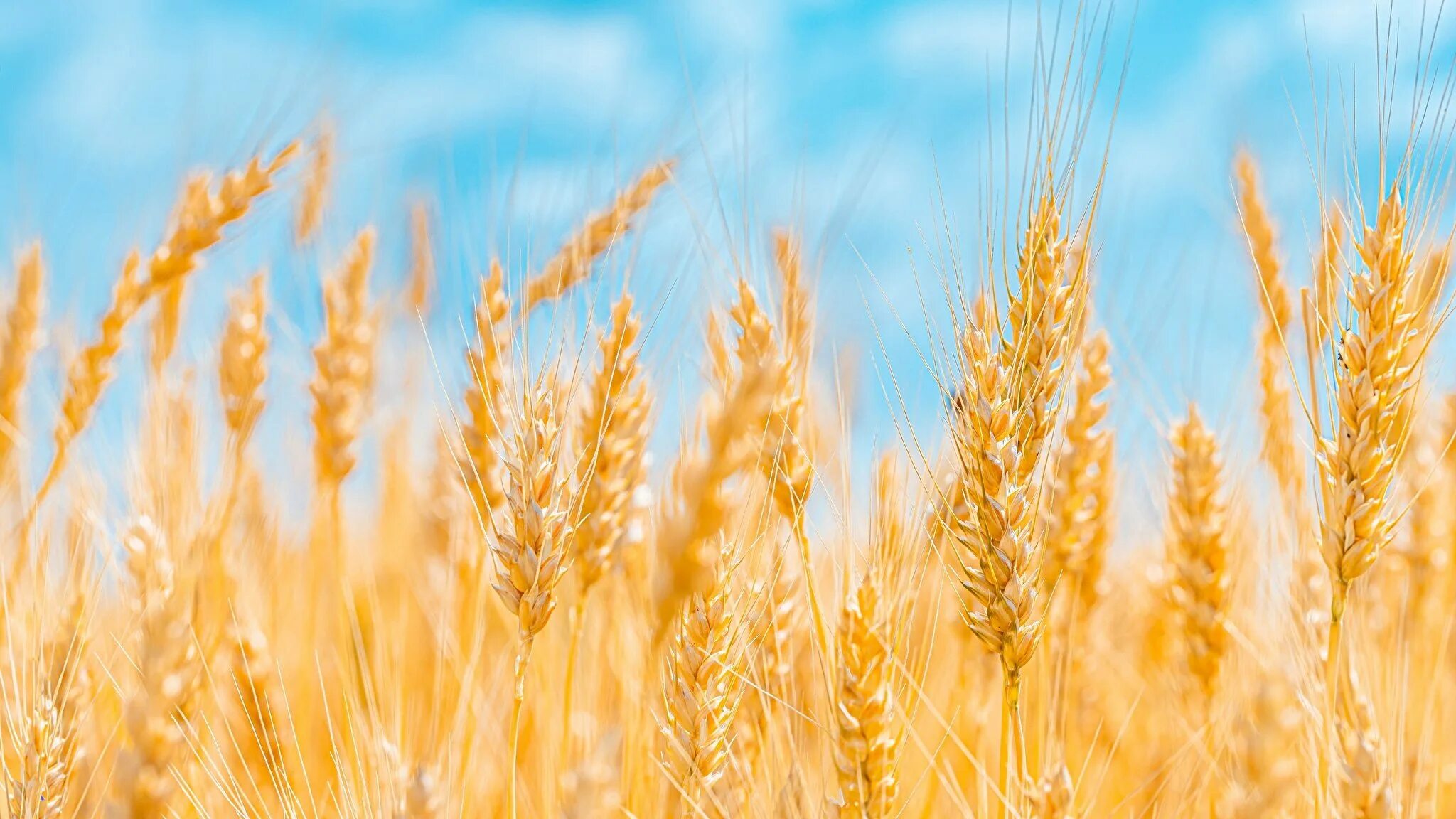 Пшеничка колосок. Пшеничка колосок рожь Колос. Рустикана пшеница. Поле ржи пшеницы колосья голубое небо. Поли жито