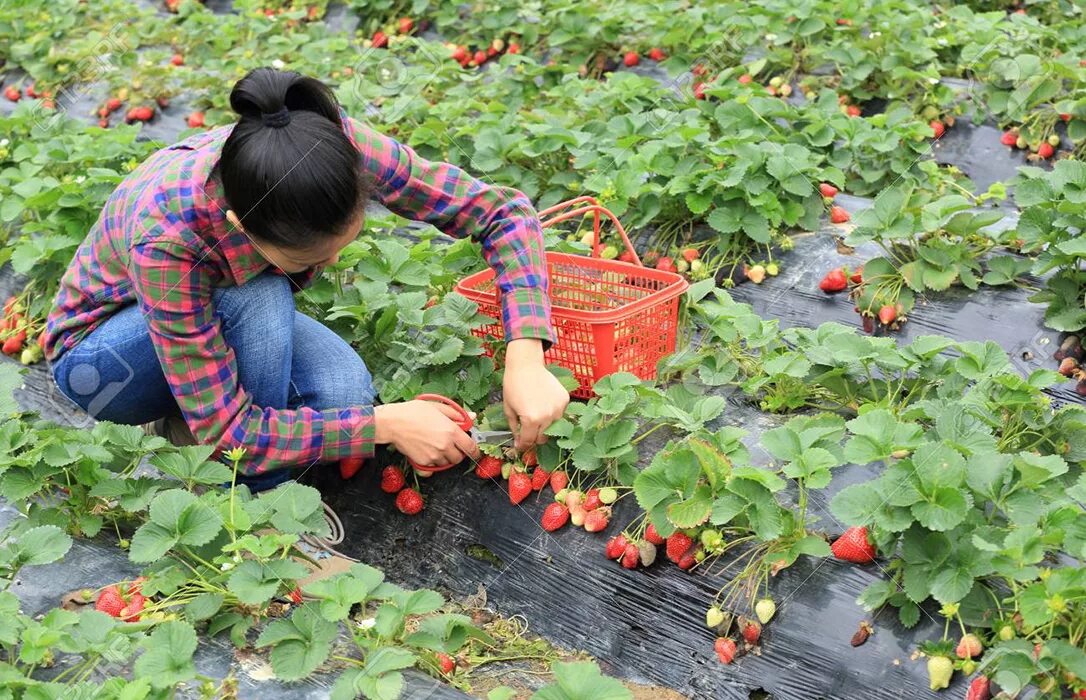 Сезонные работы. Сбор клубники в англии. Лучшее в работе отпуск. Сбор урожая клубники. Сезонные работы отпуск.