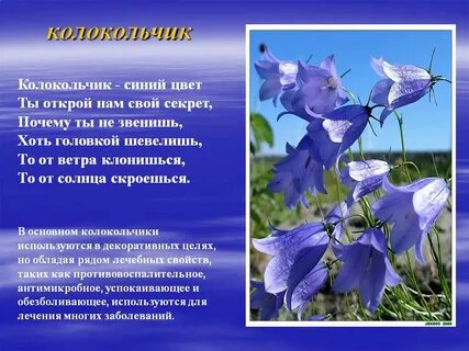 Колокольчик описание 3 класс