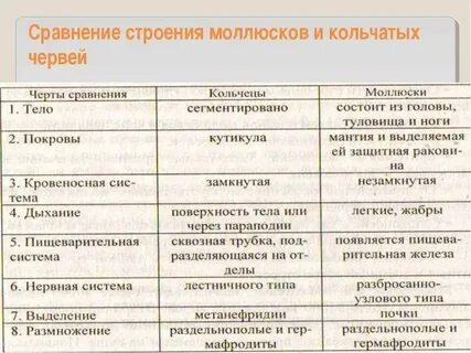 Сходство круглых и кольчатых червей