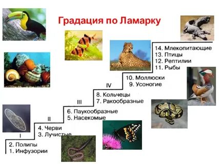 Развитие от простого к сложному