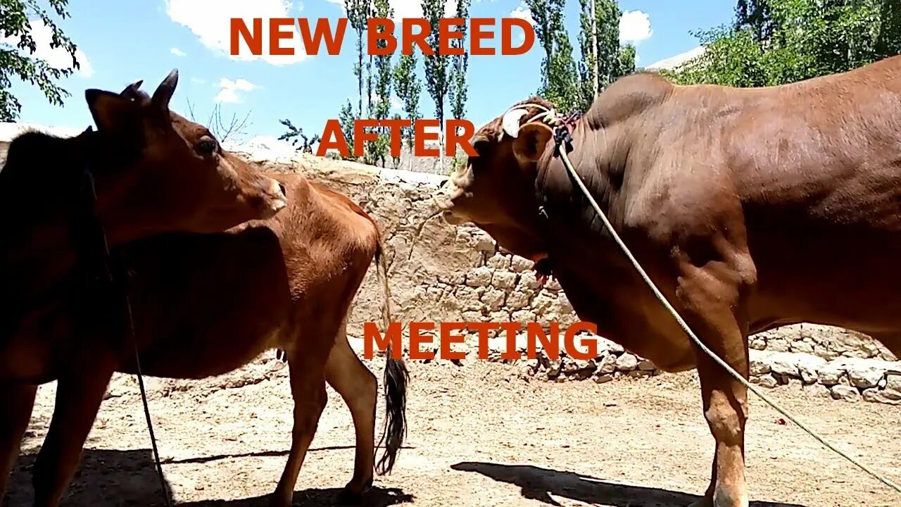 Mating men