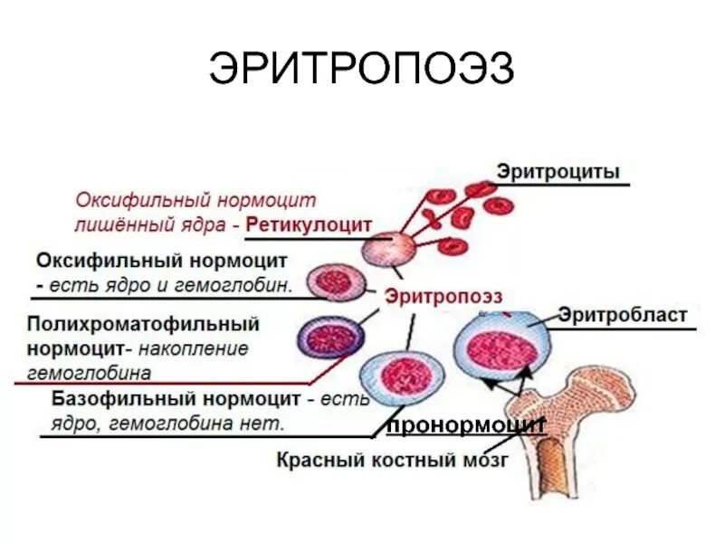 Стадии развития крови. Процесс образования эритроцитов схема. Процесс образования клетки эритроцитов. Образование эритроцитов эритропоэз. Схема созревания кровяных клеток.