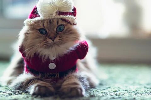 Котики новые картинки