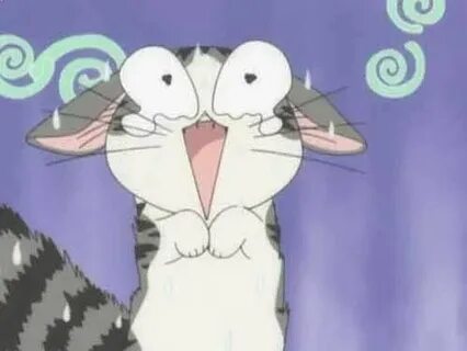 Chi cat