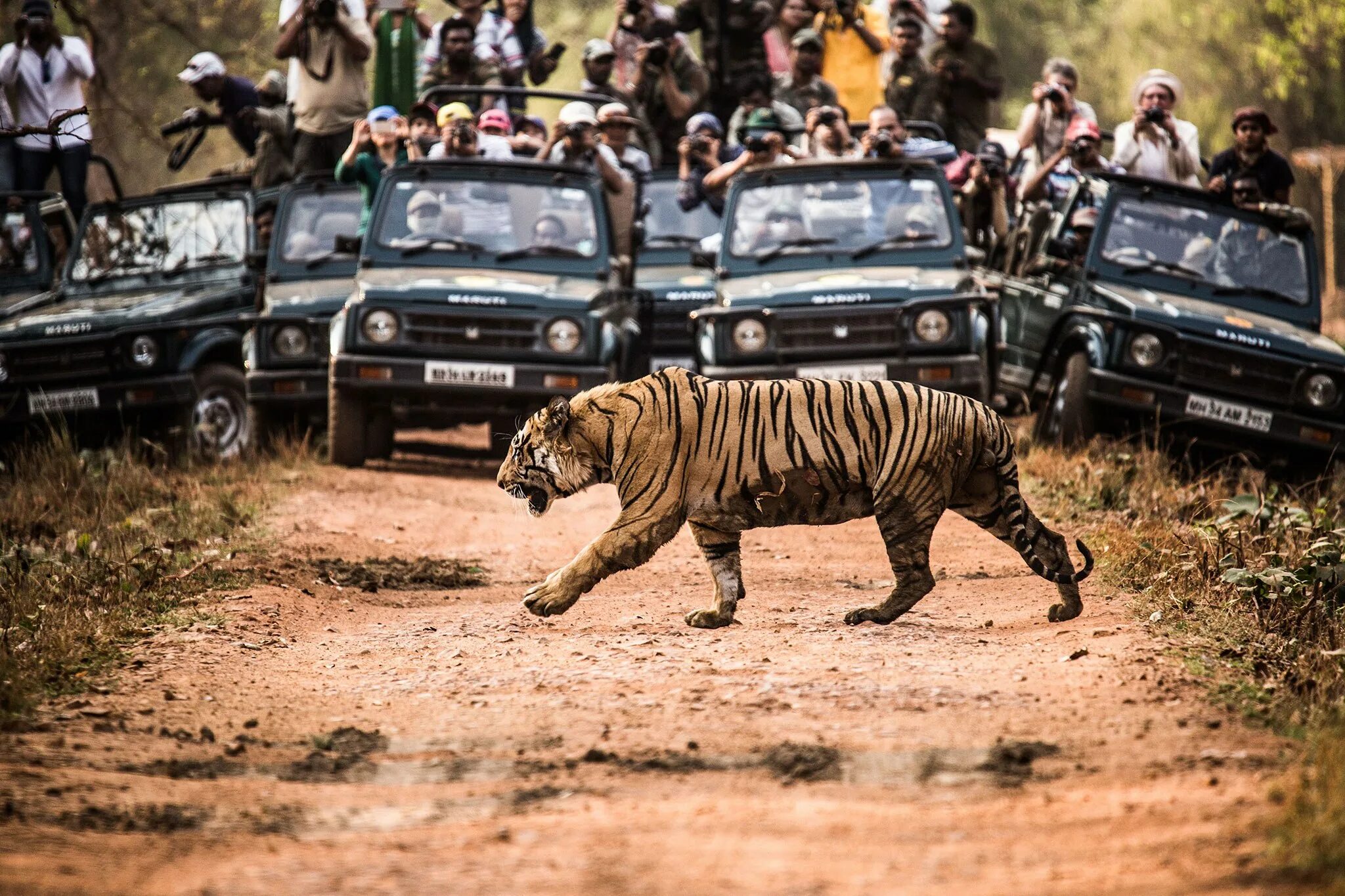 Тигр в Индии. Тигр в Африке. Стая тигров. Бенгальский тигр Индия.