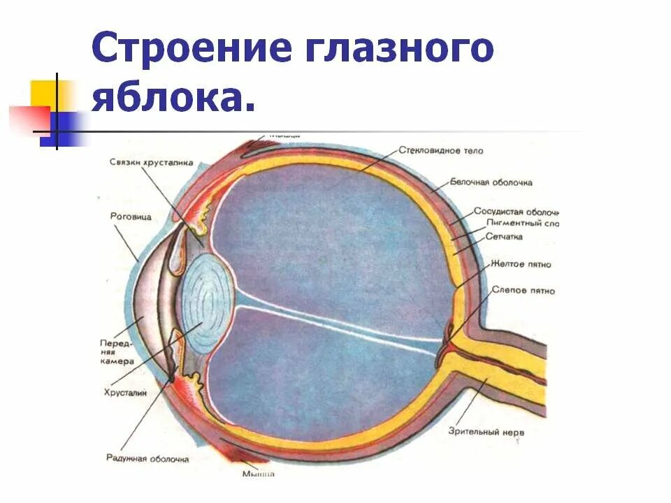 Изучить строение глазного яблока