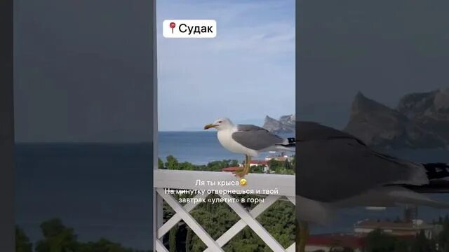 Судак 2025 видео. Судак крым 2025. судак видео 2025 год.
