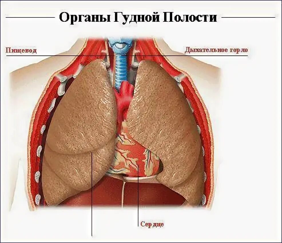 Анатомия грудной полости. Органы грудной полостая.