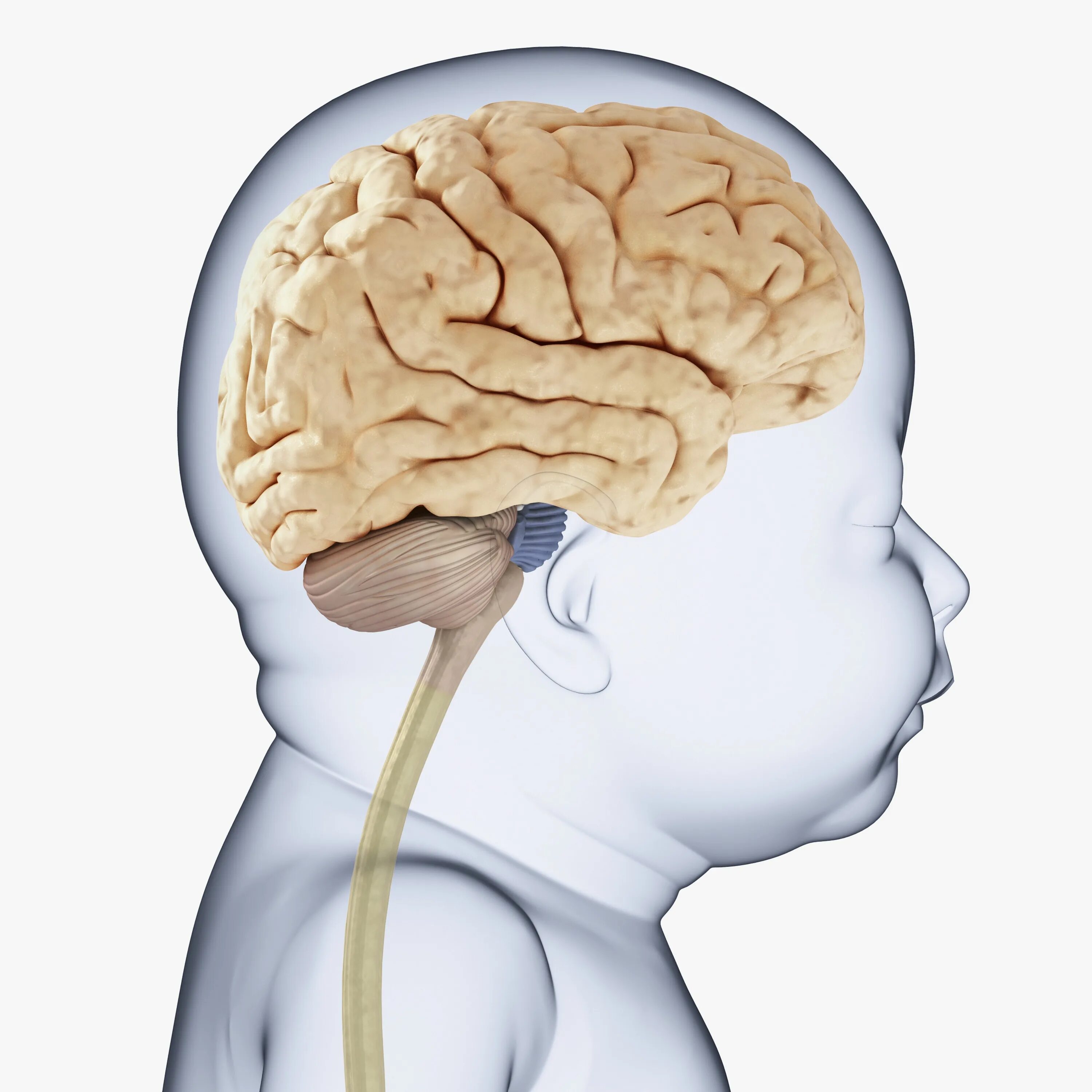 Мозг ребенка. Головной мозг новорожденного. Мозг человека для детей.