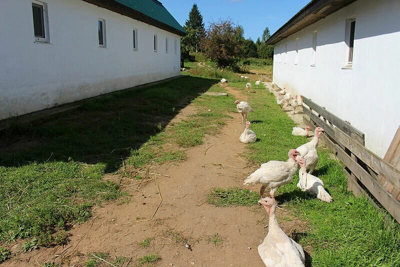 ясное поле экопарк. экодеревня в тверской области. экоферма калужская область. шаховская коновалово. лихославльский район егорово поместье.