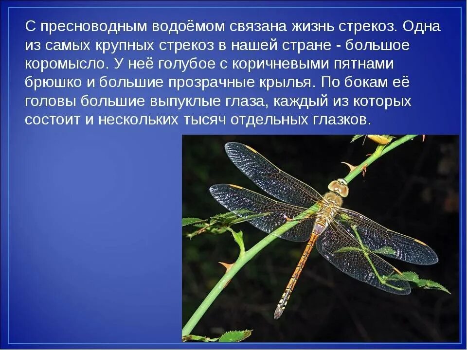 Сообщение стрекозы