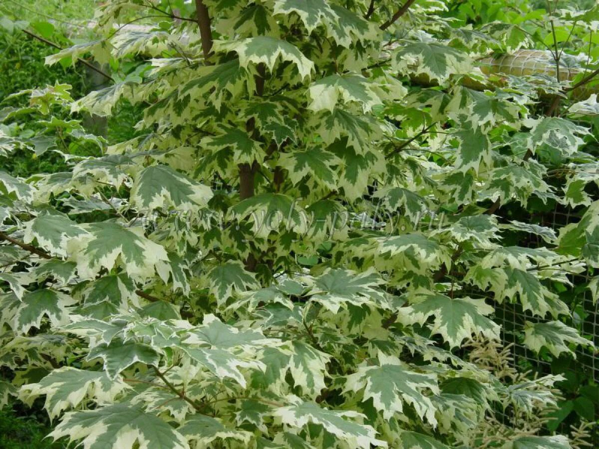 Ива "белая серебристая" salix alba var. Клен остролистный "друммонди" acer platanoides 'drummondii'. Фикус миранда. Фикус бенджамина старлайт. Клен вариегата.