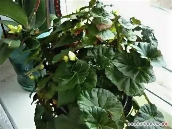 Почему бегония не цветет а растет. Бегония зацвела. бегония не цветущая. бегонии которые не цветущие. бегония не цветет.