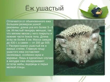 Животные из красной книги ростовской