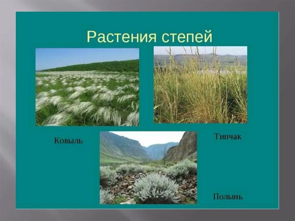 Ковыль и Типчак. Растительность зоны степей в России. Зонаросси степи растения. Растительность лесостепи и степи. Степь тайга лемминг лиственница бурый медведь типчак