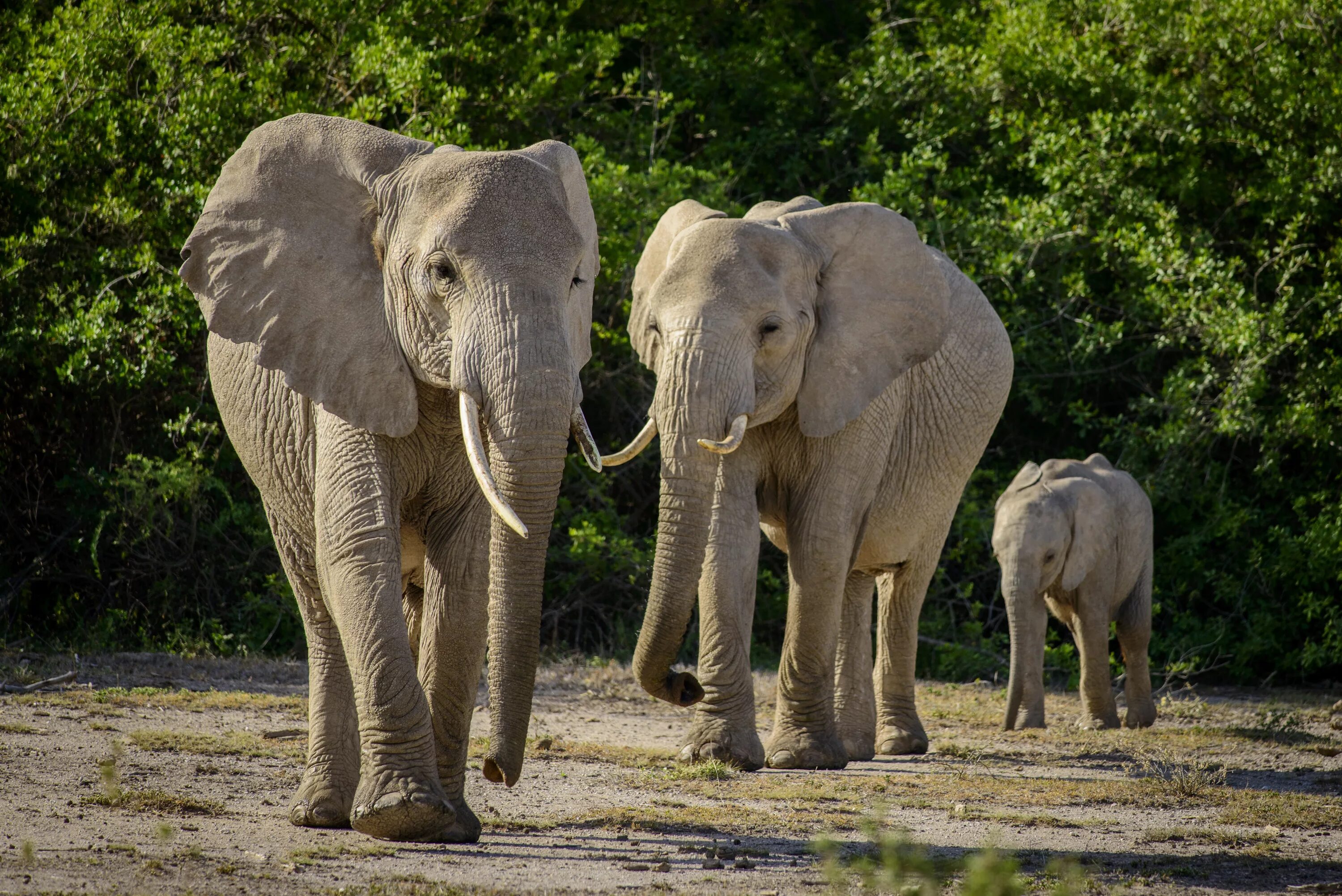 Слон elephant. Африканский саванный слон. Африканский Элефант слон. СЛОРН. Н Л О.